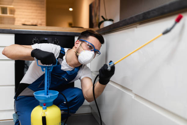 Best Termite Control Services  in St Bonaventure, NY