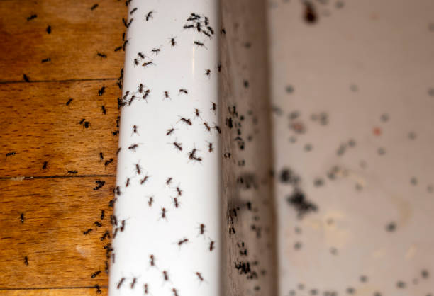 Best Bed Bug Extermination  in St Bonaventure, NY