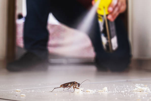 Best Pest Control Near Me  in St Bonaventure, NY